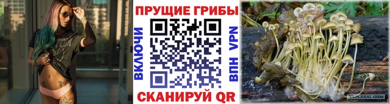 Псилоцибиновые грибы Cubensis  Печора 